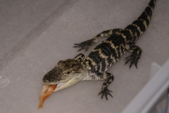Beastie-the-Gator-as-a-Baby-1