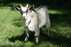 Boones-the-Goat