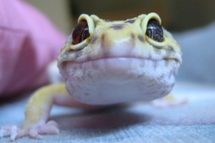 Guido-the-Gecko